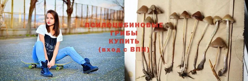 продажа наркотиков  Зарайск  Галлюциногенные грибы Psilocybe 